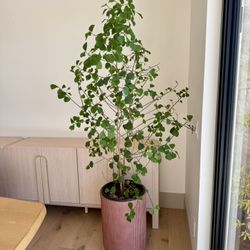 Indoor Plant: 5-7ft Ficus Triangularis