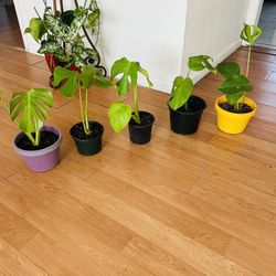 Plants For Sale 10 Each 