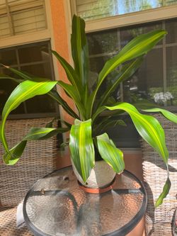 Dracaena Plant in Ceramic Pot