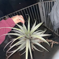 Huge Air Plants