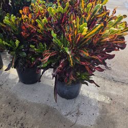 Crotos De Hoja Spiral 5gallon 3ft Tall 