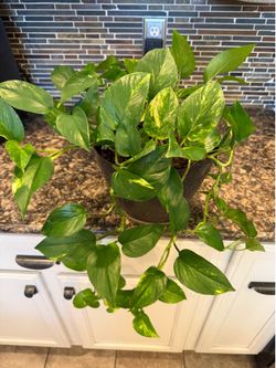 Pothos plant w/ health benefits, in 2gal $26