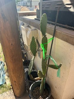 Prickly Pear