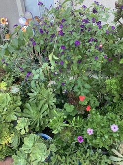 Plants/plantas