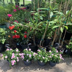 Mother’s Day Sale Plants 