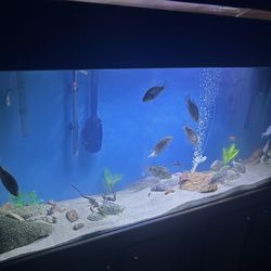 Aquarium 125 Gallon