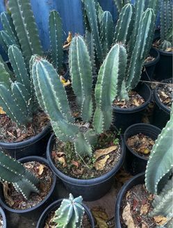 Cactuses