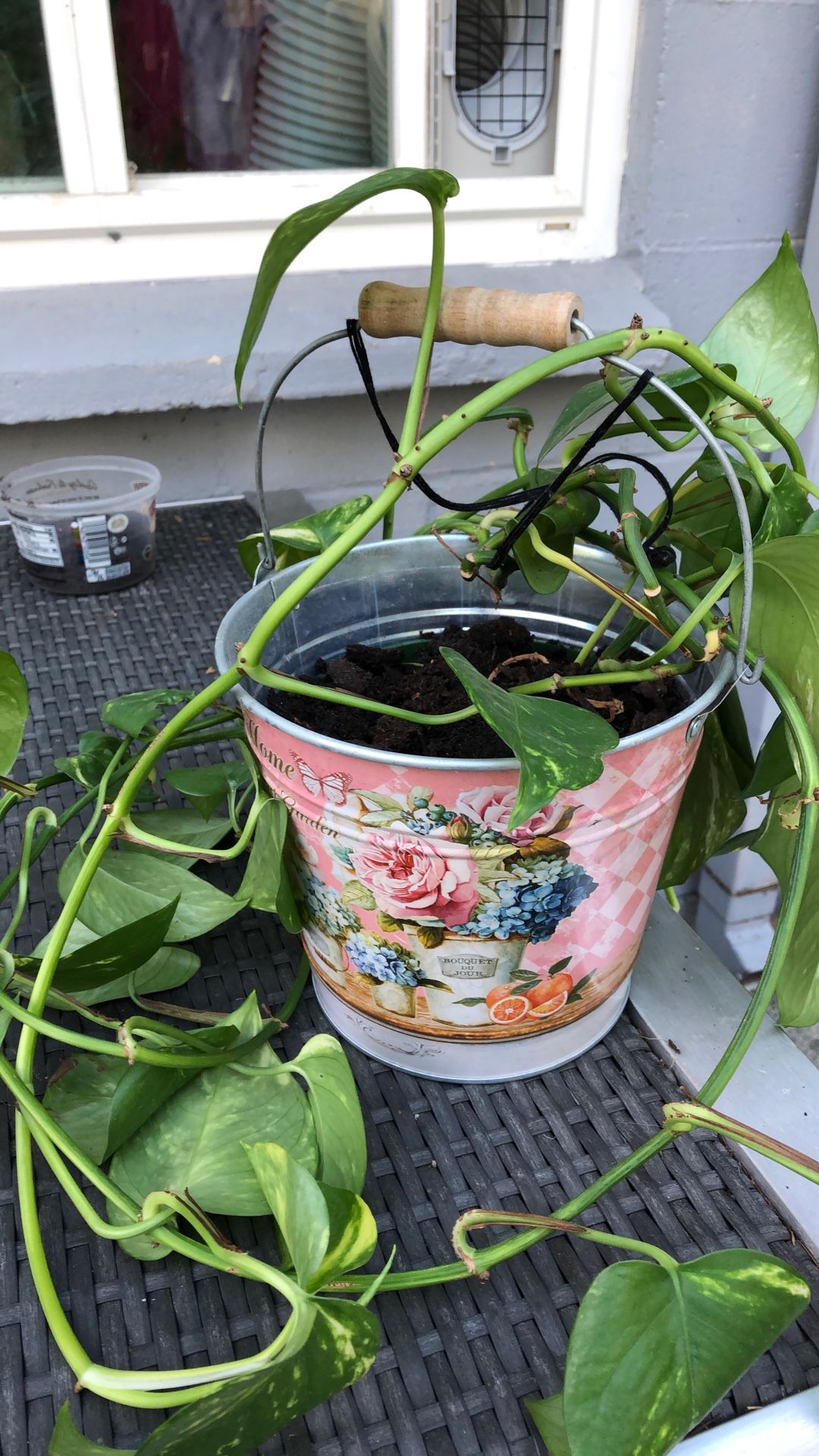 Indoor Plant