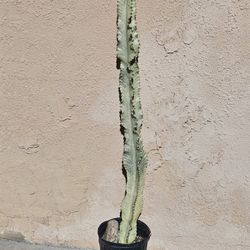 Ammak Variegated Cactus Plant 