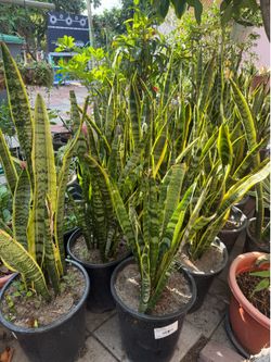 Snake Plant