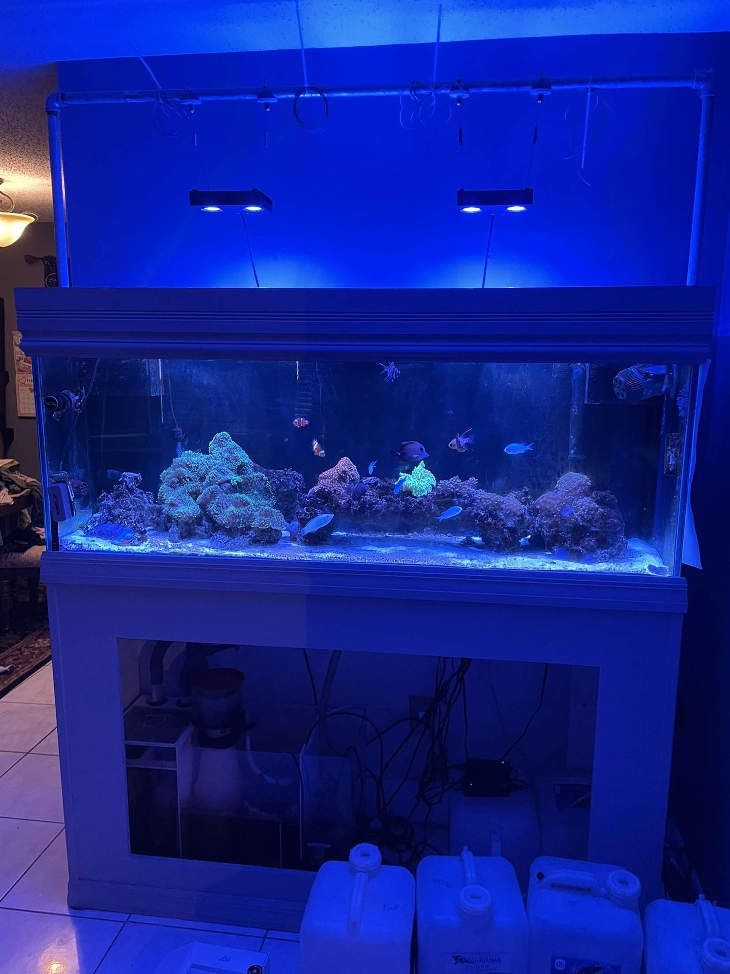 Salt Water Tank