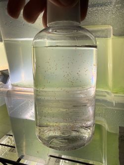 Live Copepods