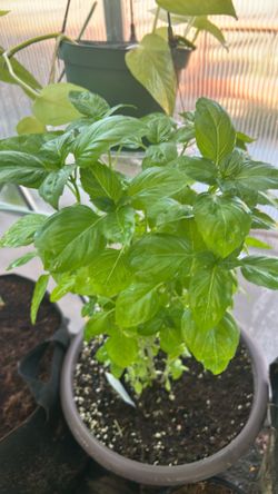 Basil plant in 5 gal