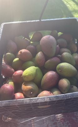 Baby Green Mangoes 