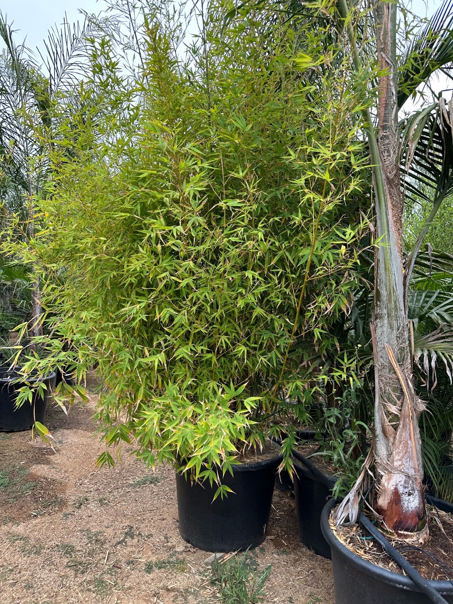 Bamboo plant 25gal