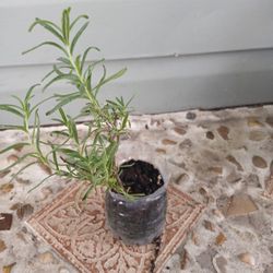 Rosemary 