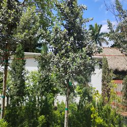 Silver Buttonwood Trees 25gl 10-12ft 🌳$200