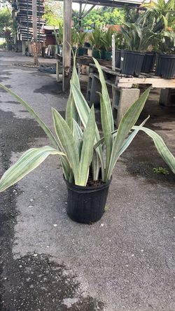 White Snake Plant - 3 Gallons