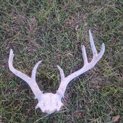 Deer Antlers 