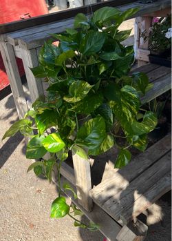 Indoor Plant Pothos Plant
