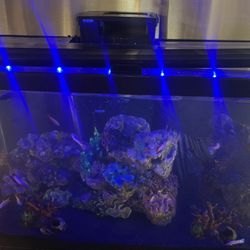 34 Gallon Tank ($145)