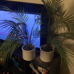 2 Artificial Plants