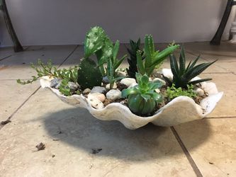 Cactus shell flower pot