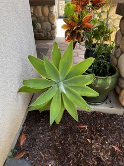 Agave Plant 🪴 $25