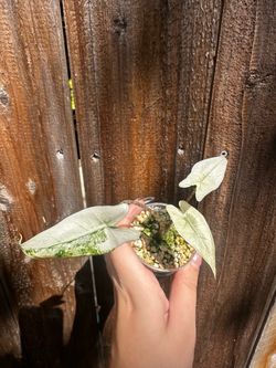Zebrina Mint Alocasia