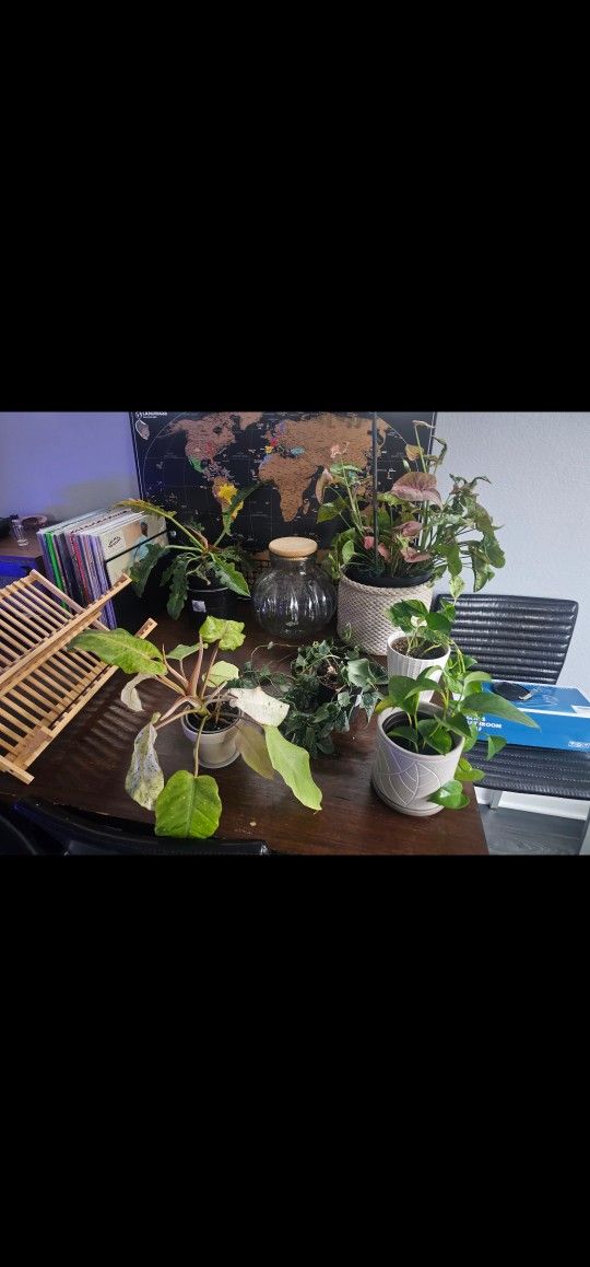 House Plants For Sale