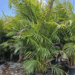 Arecas Over 8 Feet Tall Instant Privacy Hedge For Fence