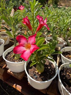 Desert Rose