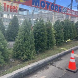 tenemos árboles Super frescos traídos directamente desde Oregon los mejores precios de California empezando de $75 para arriba
