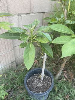 Hass Avocado Tree