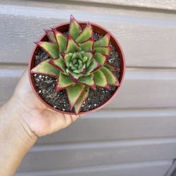 4” Echeveria Lipstick