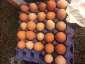 Eggs eggs and more eggs