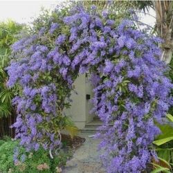Purple Queen  Wreath  Plant 3gal 