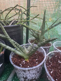 🌱 MIX & MATCH PLANT SALE - Any 3 Small Plants for $15! ☀️