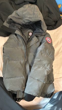 Canada goose
