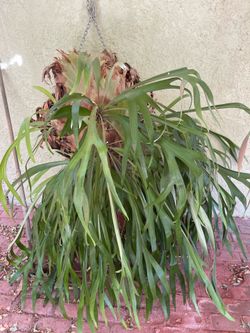 Beautiful STAGHORN Needs a Home