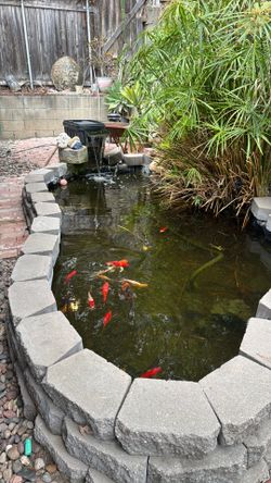 Koi and pond equipment