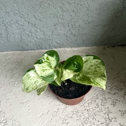 Small  Manjula  Pothos  Pothos Plant 