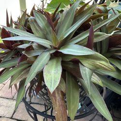 Oyster Plants Each 8.00