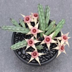 Stapelia Procumbens 🪴🌸🥒🪰🪰