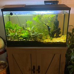 Aquatic Live Plants Decorative 