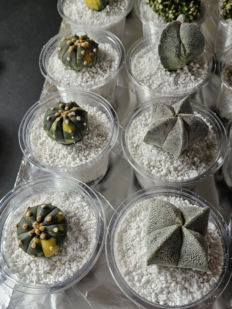 Rare Cactus Plants