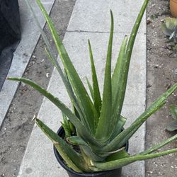 Aloe Vera Plants Different Sizes 
