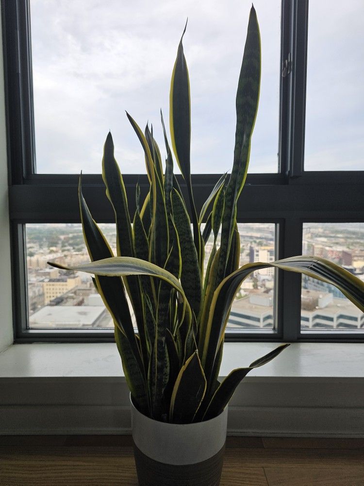 Snake plant