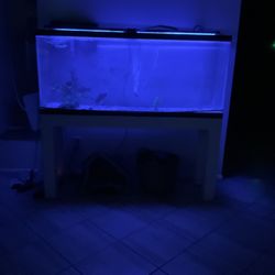 Aquarium Supplies (no Fish No Aquarium)