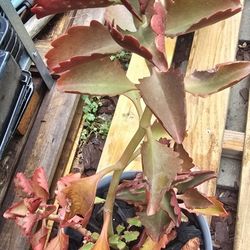 Large Kalanchoe Plant 